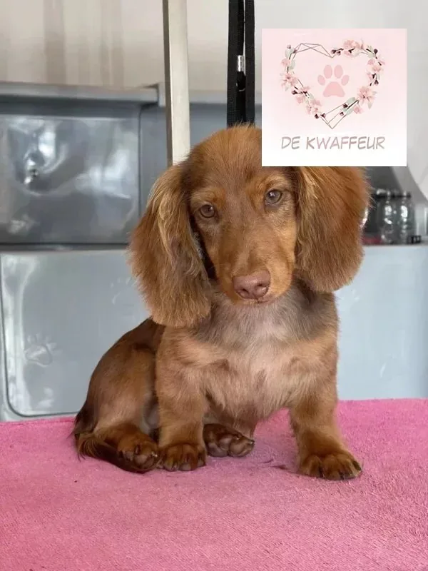 Getrimde hond bij De kWAFfeur, foto 15