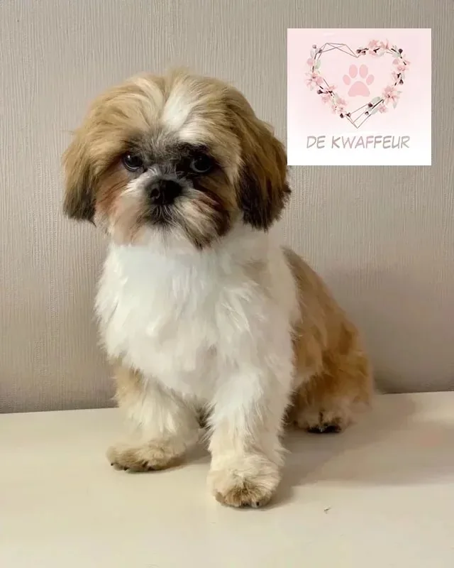 Getrimde hond bij De kWAFfeur, foto 17