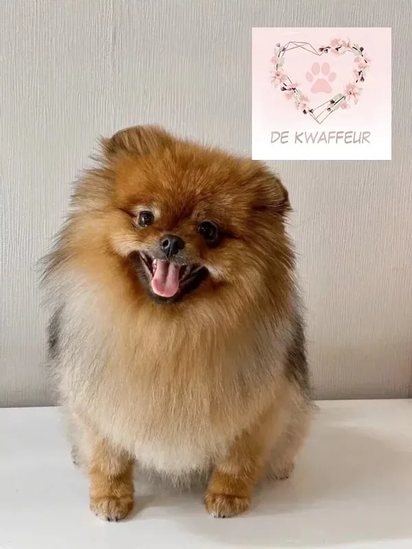 Getrimde hond bij De kWAFfeur, foto 16