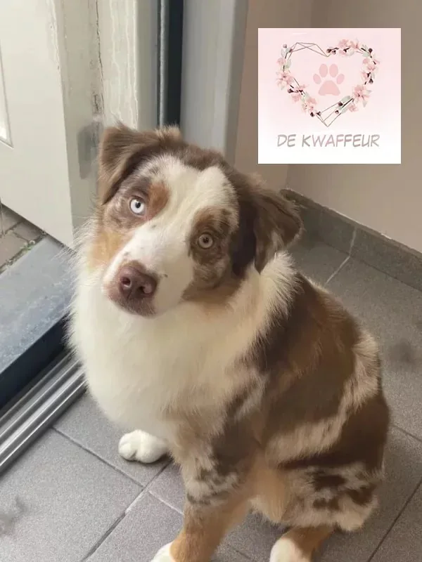 Getrimde hond bij De kWAFfeur, foto 18