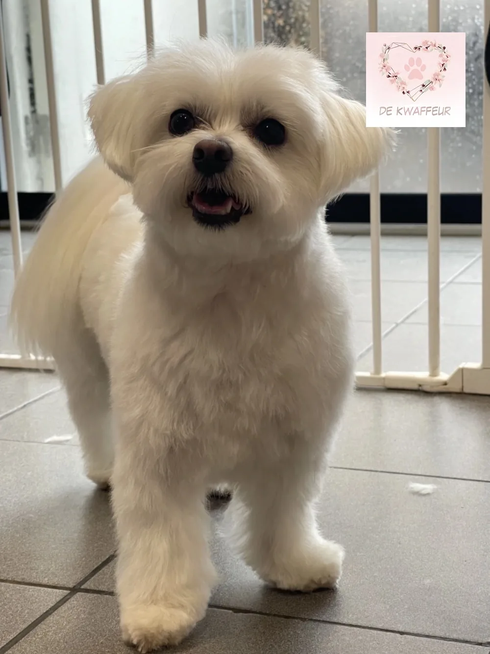 Blije hond bij De kWAFfeur