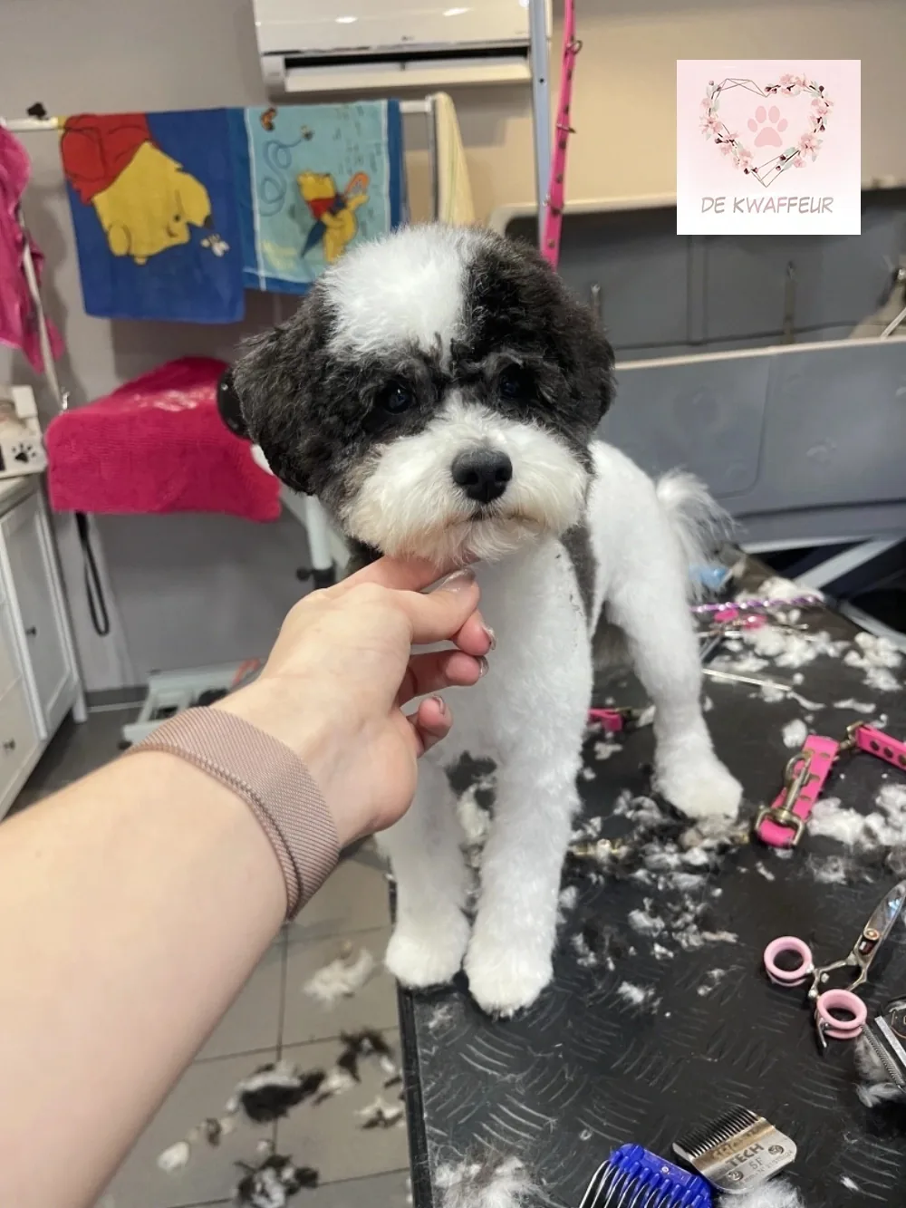 Getrimde hond bij De kWAFfeur, foto 7