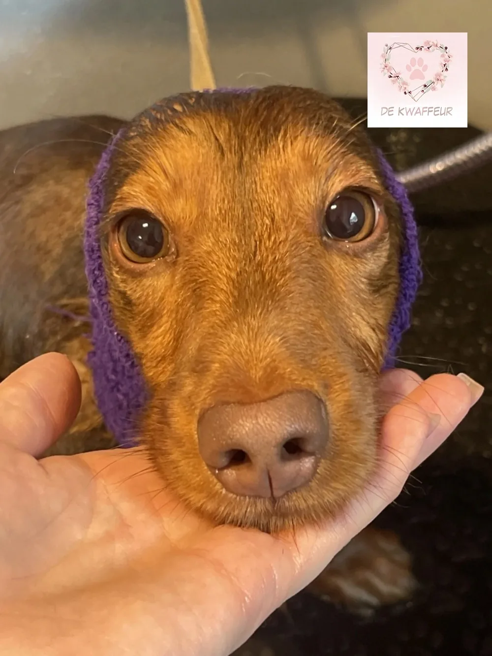 Getrimde hond bij De kWAFfeur, foto 8