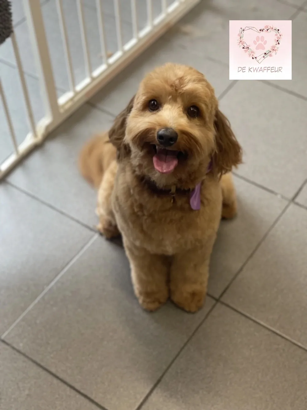 Getrimde hond bij De kWAFfeur, foto 14