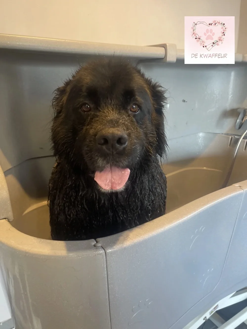 Blije hond bij De kWAFfeur