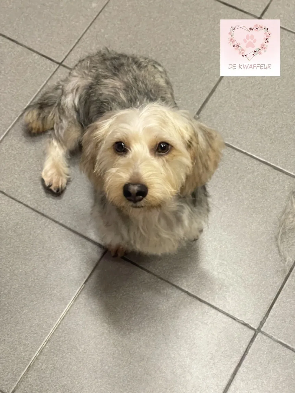 Getrimde hond bij De kWAFfeur, foto 4