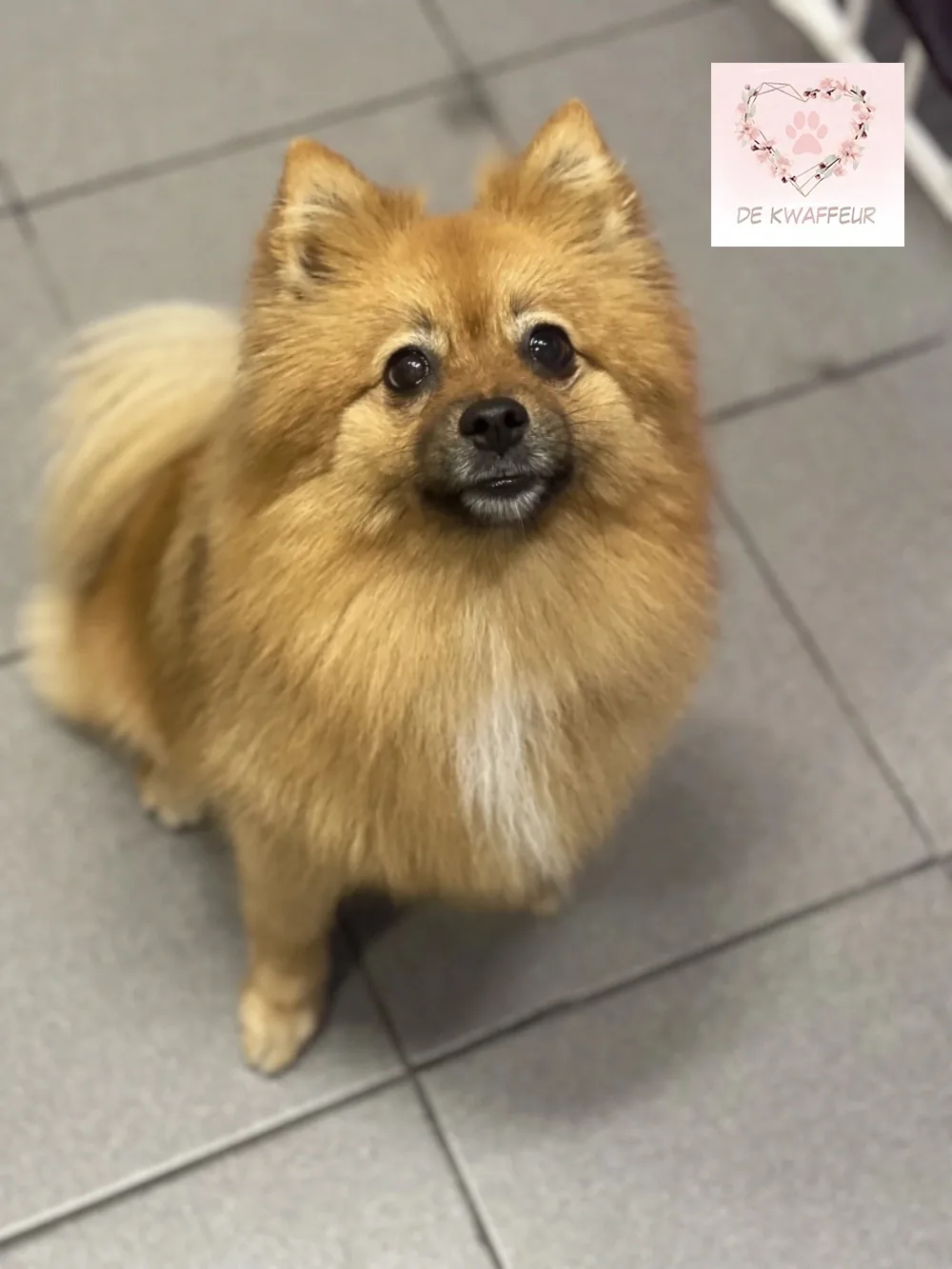 Blije hond bij De kWAFfeur