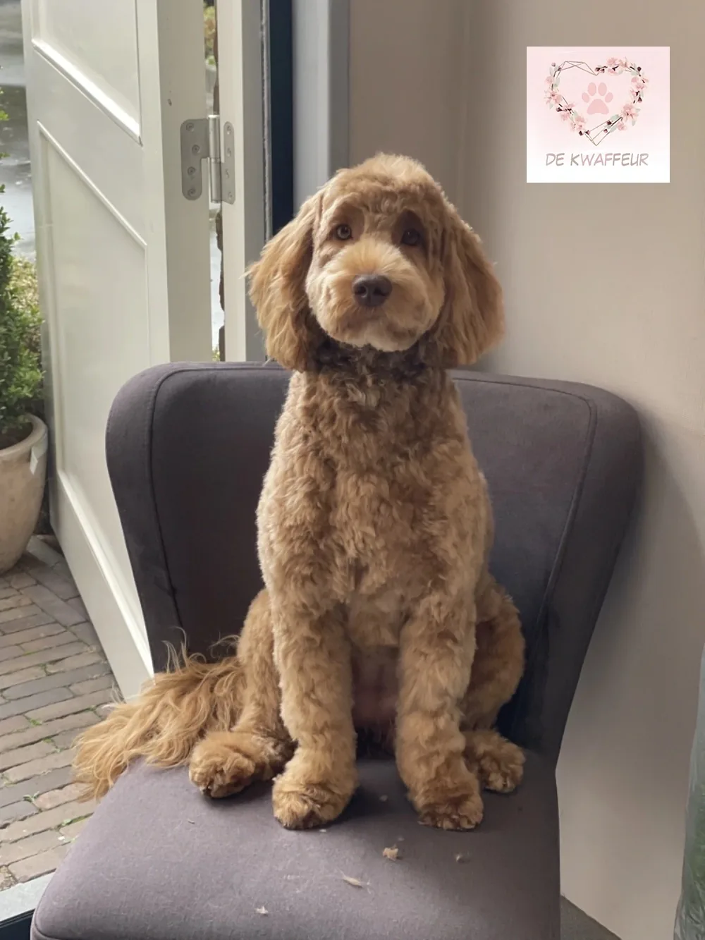 Getrimde hond bij De kWAFfeur, foto 13